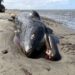 22 gray whales found dead in Washington as researchers warn of rising strandings