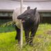 5 things to do in western Washington this weekend: May 29-31