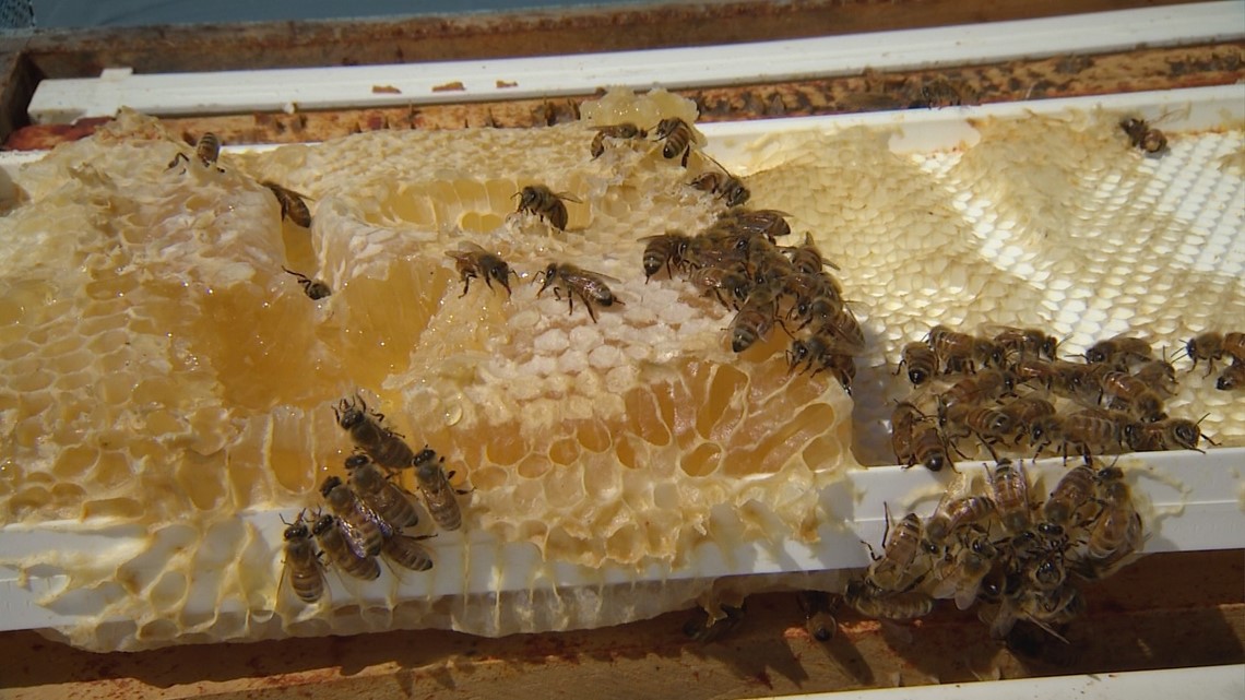 Box of bees falls off truck in Burlington, triggering public safety alert