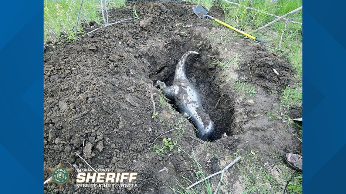 Deputies in Spokane recover $70,000 stolen metal T-Rex statue buried underground