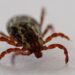 Emergency room visits from tick bites have surged. A new federal plan aims to fight back.