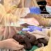 First-ever C-section performed on Woodland Park Zoo gorilla