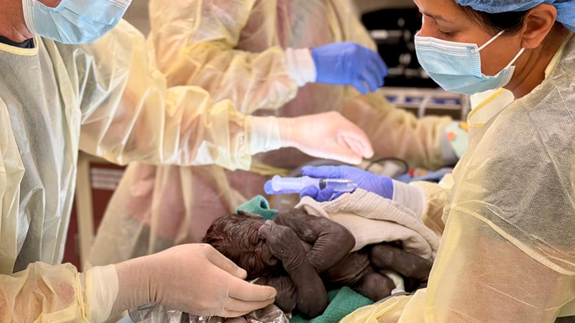 First-ever C-section performed on Woodland Park Zoo gorilla