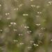 Google seeks approval to release millions of specially treated mosquitoes to combat disease