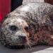 Harbor seal 'Benny' found in Hood Canal dies due to gunshot-related injuries