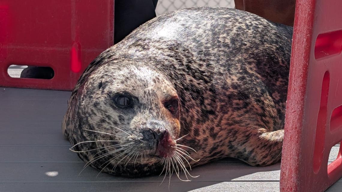 Harbor seal 'Benny' found in Hood Canal dies due to gunshot-related injuries
