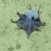 Scientists discovered a new type of octopus. It's bright blue and the size of a golf ball