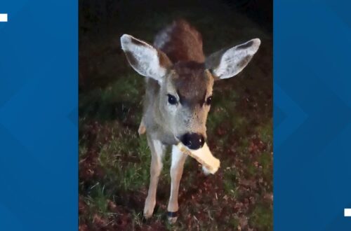 'This guy needs help': Neighbors rally around injured Whidbey Island deer