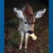 'This guy needs help': Neighbors rally around injured Whidbey Island deer