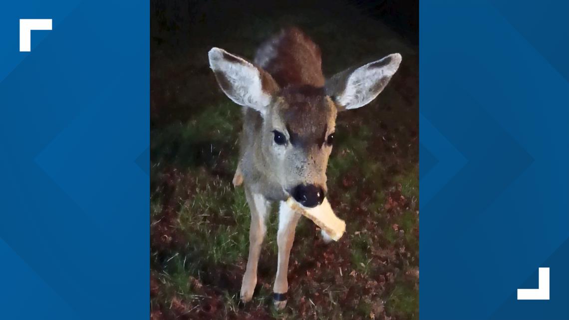 'This guy needs help': Neighbors rally around injured Whidbey Island deer